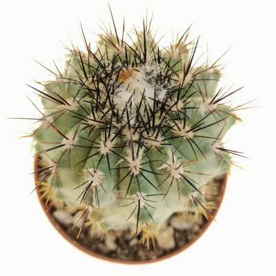 Copiapoa griseoviolacea
