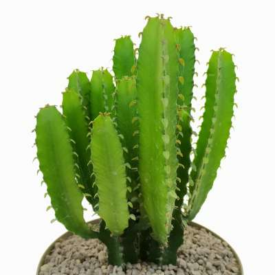Euphorbia jubata - Giromagi