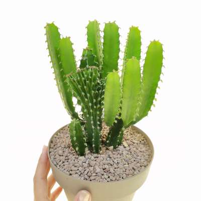 Euphorbia jubata f. crestata