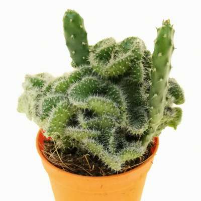 Opuntia tuna f. crestata - Giromagi