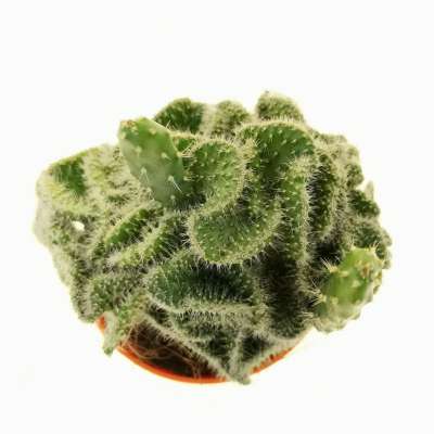 Opuntia tuna f. crestata - Giromagi