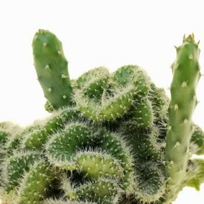 Opuntia tuna f. crestata - Giromagi