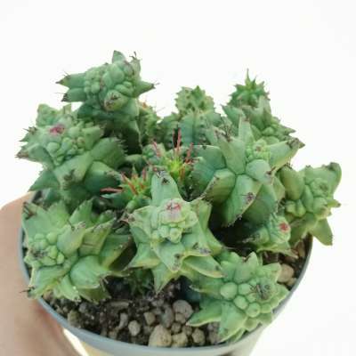 Euphorbia horrida f. mostruosa