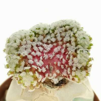 Mammillaria theresae f. crestata