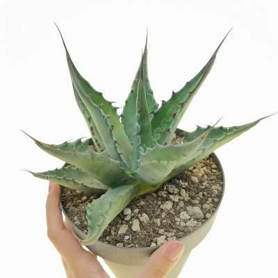 Agave gentryi