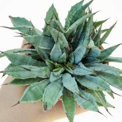 Agave potatorum cv. Cubic f. crestata