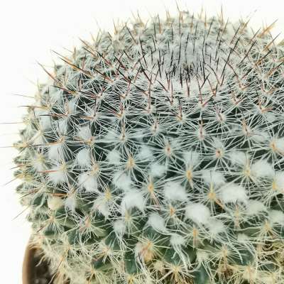 Mammillaria hahniana - Giromagi