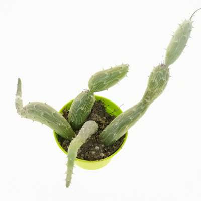 Senecio pendulus - Giromagi