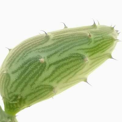 Senecio pendulus - Giromagi