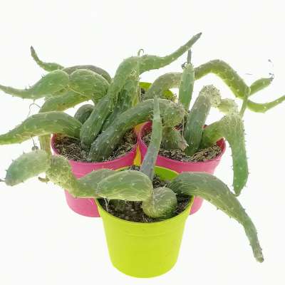 Senecio pendulus - Giromagi
