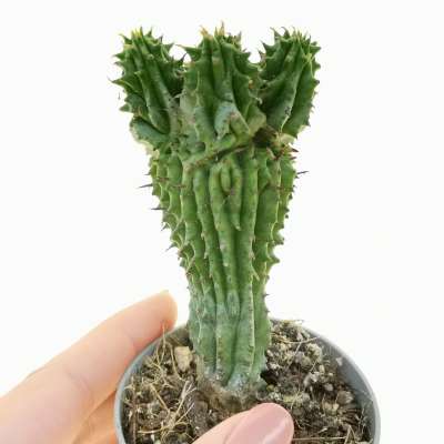 Euphorbia horrida f. politomica