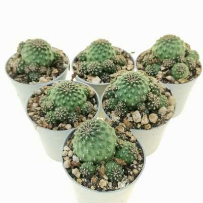 Sulcorebutia totorensis - Giromagi