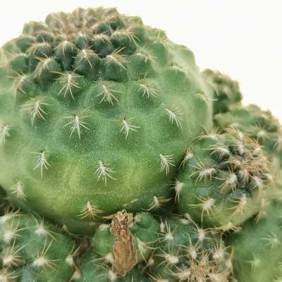 Sulcorebutia totorensis - Giromagi