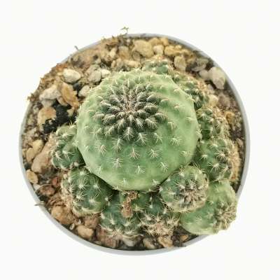 Sulcorebutia totorensis - Giromagi