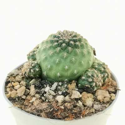 Sulcorebutia totorensis - Giromagi
