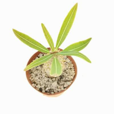 Pachypodium rosulatum (Befandriana west) - Giromagi