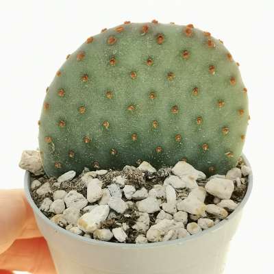 Opuntia microdasys subs. rufida cv. indigo