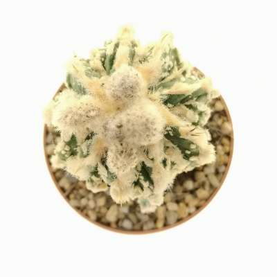 Astrophytum ornatum cv. Fukuryu Hania - Giromagi
