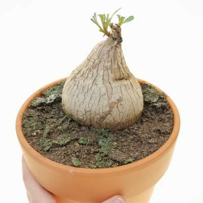 Euphorbia trichadenia