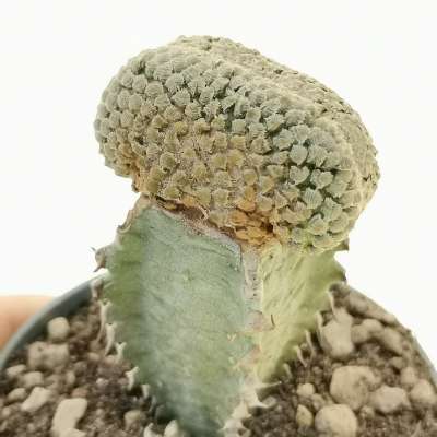 Euphorbia piscidermis f. crestata