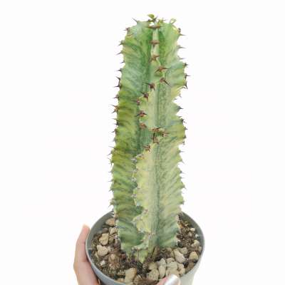 Euphorbia erythraeae f. variegata