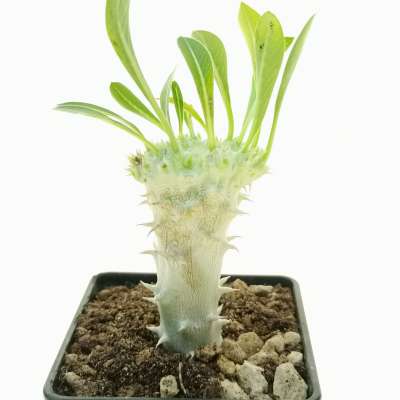 Pachypodium rosulatum f. crestata (Own roots) - Giromagi