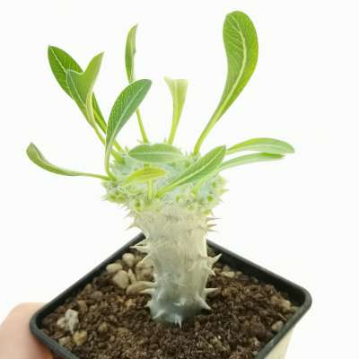 Pachypodium rosulatum f. crestata (Own roots)