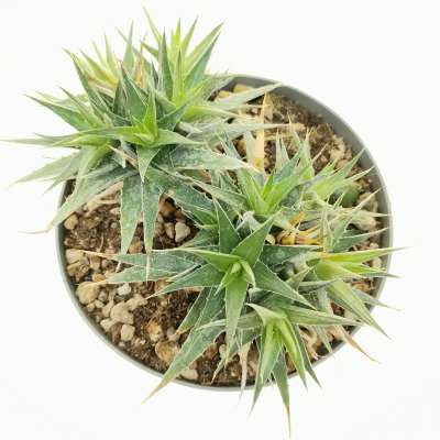 Abromeitiella brevifolia - Giromagi