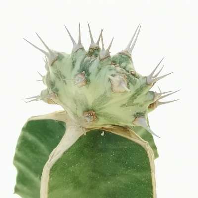 Euphorbia horwoodii f. crestata