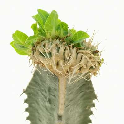 Euphorbia guillauminiana f. crestata