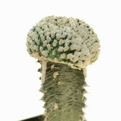 Euphorbia piscidermis f. crestata