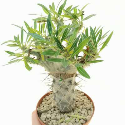 Pachypodium rosulatum f. crested | Giromagi cactus and succulents for ...