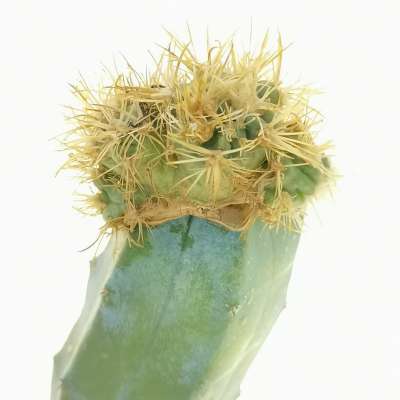 Echinocactus texensis cv. Anayami f. mostruosa crestata