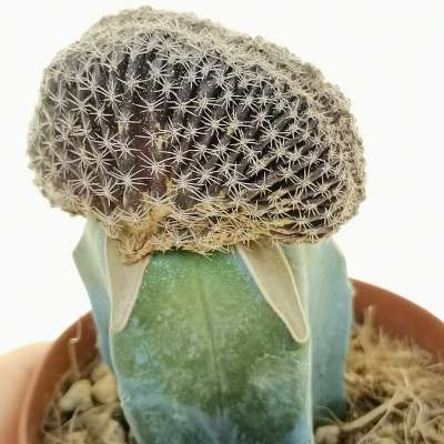 Lobivia densispina f. crestata