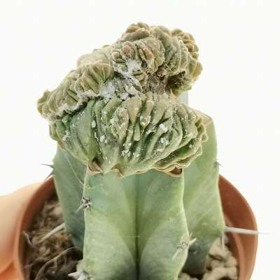Astrophytum myriostigma cv. hakuun var. nudum f. crestata