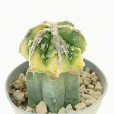 Astrophytum myriostigma cv. Fukuryu haku-jo f. variegata - Giromagi