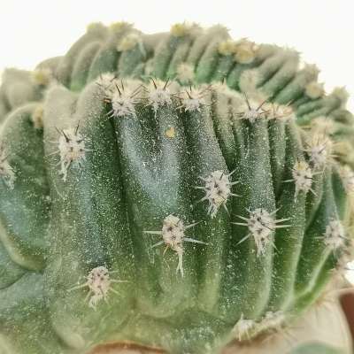 Echinopsis eyriesii (Purple Skin) f. crestata - Giromagi