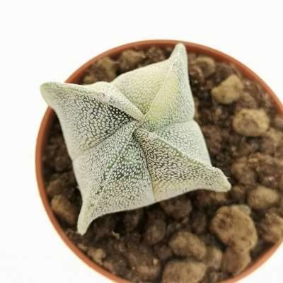Astrophytum myriostigma cv. Onzuka var. quadricostatum f. variegata - Giromagi