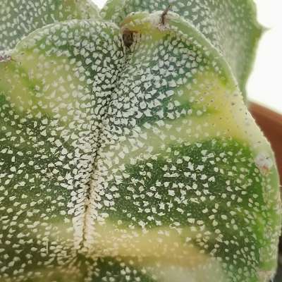 Astrophytum myriostigma var. quadricostatum f. variegata - Giromagi