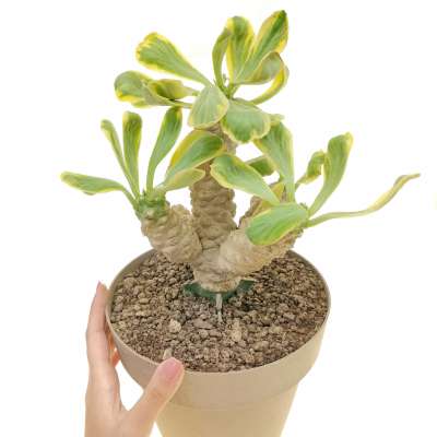 Euphorbia poissonii f. variegata