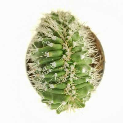 Neobuxbaumia euphorbioides f. crestata - Giromagi