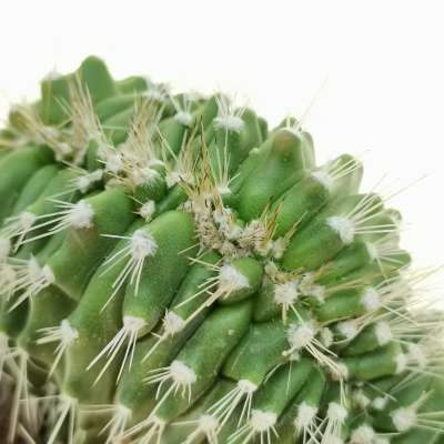 Neobuxbaumia euphorbioides f. crestata - Giromagi
