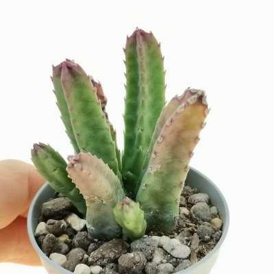 Stapelia obducta