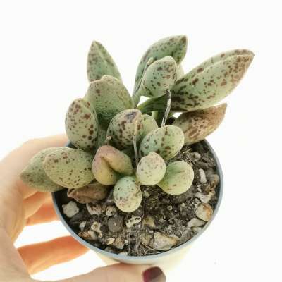 Adromischus marianae 'Silver Fountain'