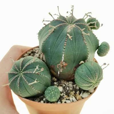 Euphorbia obesa f. prolifera