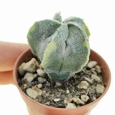 Astrophytum myriostigma cv. fukuryu Haku-jo f. variegata