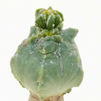 Astrophytum myriostigma cv. Kikko var. nudum f. variegata - Giromagi