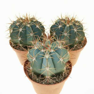 Melocactus diersianus - Giromagi