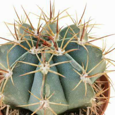 Melocactus diersianus - Giromagi