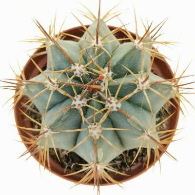 Melocactus diersianus - Giromagi